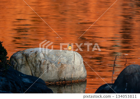 Kingfisher on a rock, hunting for prey Kingfisher on a rock, hunting for prey 134053811
