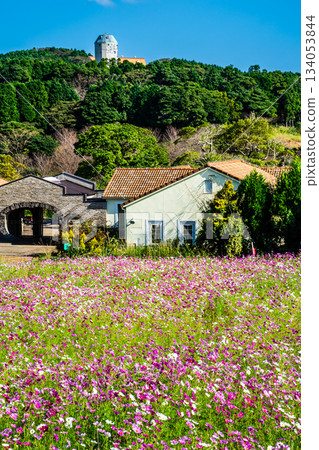 Cosmos at Aguri Hill [Nagasaki City] 134053844