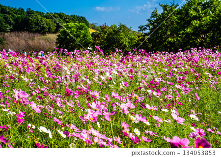 Cosmos at Aguri Hill [Nagasaki City] 134053853
