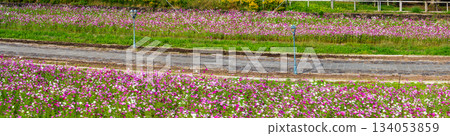 Cosmos Panorama at Aguri Hill [Nagasaki City] 134053859
