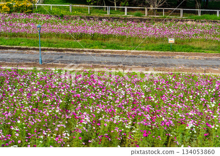 亞栗山大波斯菊 [長崎市] 134053860