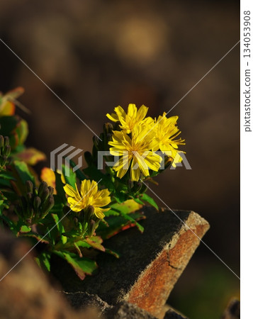 深秋的伊勢志摩：阿諾裡岬的海菊盛開。 134053908