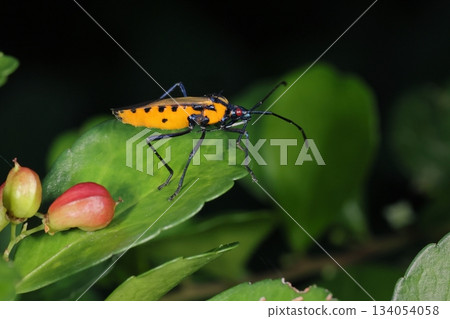 生物，昆蟲，雙條紋臭蟲，腹部呈亮橙色，頭部和腿部呈藍黑色 134054058