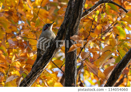 日本綠啄木鳥棲息在樹枝上 134054060