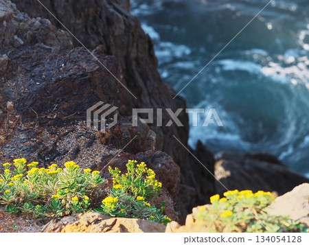 伊勢志摩的深秋:阿諾裡岬的海菊盛開,洶湧的海浪拍打著海岸。 伊勢志摩的深秋:阿諾裡岬的海菊盛開,洶湧的海浪拍打著海岸。 134054128