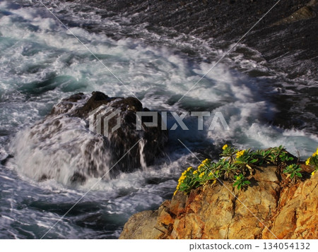Late autumn in Ise-Shima: Sea daisies blooming at Cape Anori, where rough waves crash against the shore 134054132