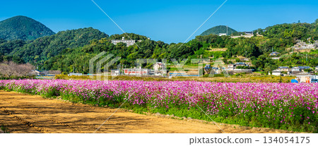 Cosmos Panorama by Iimori Machida Yui [Isahaya City, Nagasaki Prefecture] 134054175