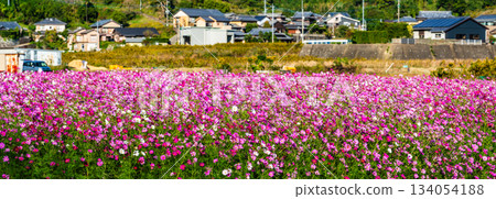 Cosmos Panorama by Iimori Machida Yui [Isahaya City, Nagasaki Prefecture] 134054188