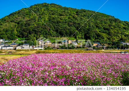 Cosmos in Iimori Machida Yui [Isahaya City, Nagasaki Prefecture] 134054195