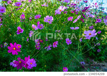 Cosmos in Iimori Machida Yui [Isahaya City, Nagasaki Prefecture] 134054209