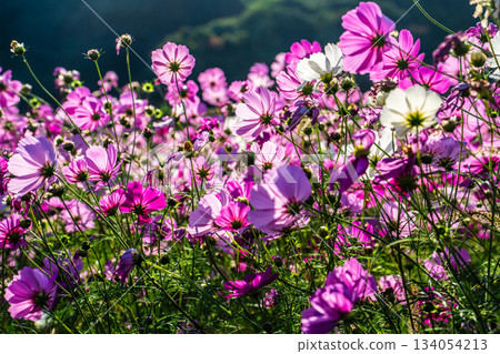 飯守町田由衣 [長崎縣諫早市] 134054213