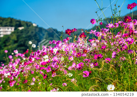 Cosmos in Iimori Machida Yui [Isahaya City, Nagasaki Prefecture] 134054219