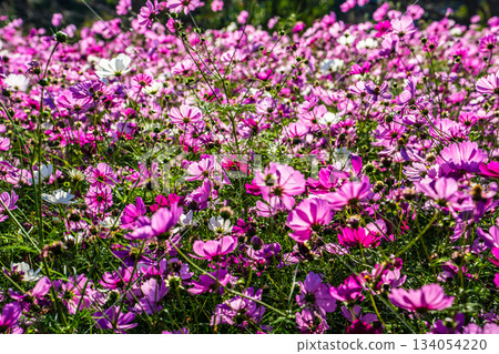 飯守町田由衣 [長崎縣諫早市] 134054220
