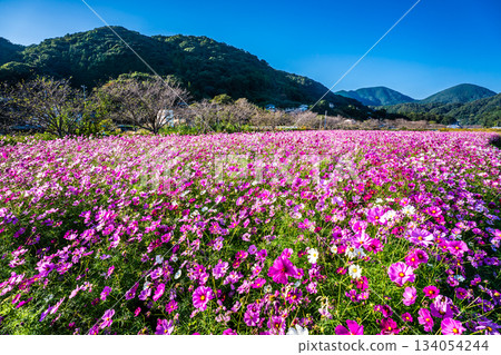 Cosmos in Iimori Machida Yui [Isahaya City, Nagasaki Prefecture] 134054244