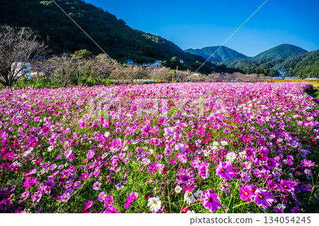 飯守町田由衣 [長崎縣諫早市] 134054245