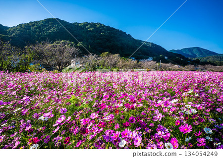 Cosmos in Iimori Machida Yui [Isahaya City, Nagasaki Prefecture] 134054249