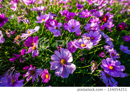 Cosmos in Iimori Machida Yui [Isahaya City, Nagasaki Prefecture] 134054251
