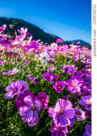 Cosmos in Iimori Machida Yui [Isahaya City, Nagasaki Prefecture] 134054252
