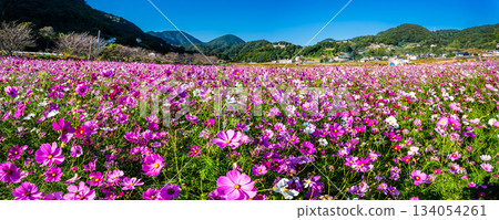 Cosmos Panorama by Iimori Machida Yui [Isahaya City, Nagasaki Prefecture] 134054261