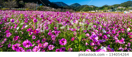 Cosmos Panorama by Iimori Machida Yui [Isahaya City, Nagasaki Prefecture] 134054264