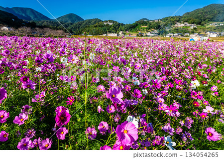 Cosmos in Iimori Machida Yui [Isahaya City, Nagasaki Prefecture] 134054265