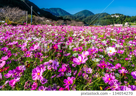 Cosmos in Iimori Machida Yui [Isahaya City, Nagasaki Prefecture] 134054270
