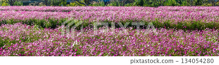 飯守町田由衣的《宇宙全景》[長崎縣諫早市] 134054280