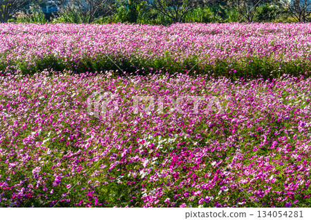 飯守町田由衣 [長崎縣諫早市] 134054281