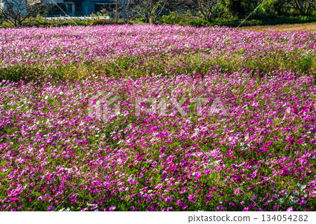 Cosmos in Iimori Machida Yui [Isahaya City, Nagasaki Prefecture] 134054282