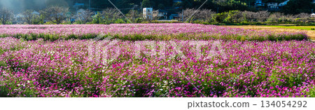 飯守町田由衣的《宇宙全景》[長崎縣諫早市] 134054292
