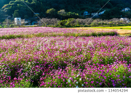 Cosmos in Iimori Machida Yui [Isahaya City, Nagasaki Prefecture] 134054294