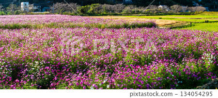 飯守町田由衣的《宇宙全景》[長崎縣諫早市] 134054295