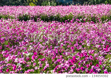 Cosmos in Iimori Machida Yui [Isahaya City, Nagasaki Prefecture] 134054302