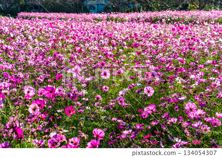 飯守町田由衣 [長崎縣諫早市] 134054307