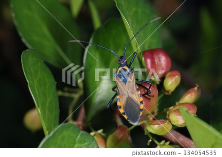 生物，昆蟲，雙條紋臭蟲，因其前胸前部的 V 形圖案和肩部的尖銳針狀刺而得名。 134054535