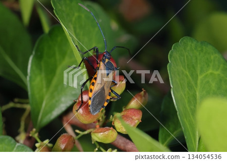 生物，昆蟲，雙紋椿象，一種美麗的南方椿象。它最喜歡的食物似乎是刺椿象。 134054536