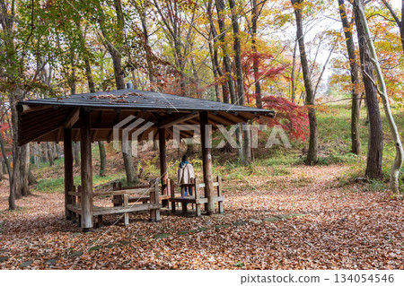 一位女子在群馬縣礦山公園的林蔭大道上漫步,欣賞深秋的森林景色。 一位女子在群馬縣礦山公園的林蔭大道上漫步,欣賞深秋的森林景色。 134054546