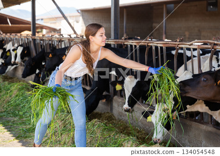 Young female farmer feeding cows with fresh grass in cowshed Young female farmer feeding cows with fresh grass in cowshed 134054548