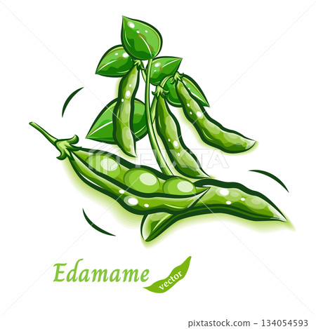 A pop and cute illustration of edamame | Fresh vegetable vector material 134054593