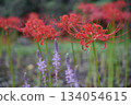 Cluster amaryllis and wildflowers 134054615