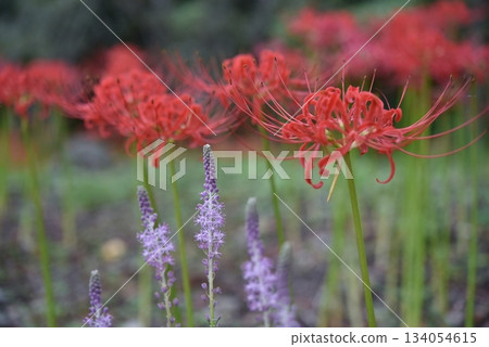 Cluster amaryllis and wildflowers Cluster amaryllis and wildflowers 134054615