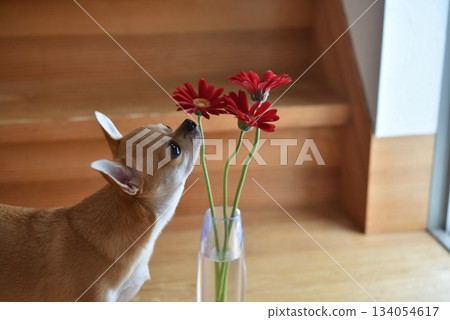 狗和花瓶裡的花 狗和花瓶裡的花 134054617