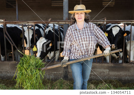 An elderly farm owner feeds fresh grass to cows in barn An elderly farm owner feeds fresh grass to cows in barn 134054711