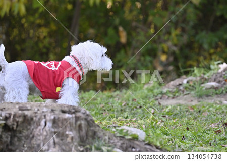Miniature Schnauzer walk Miniature Schnauzer walk 134054738
