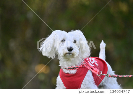 迷你雪納瑞犬散步 迷你雪納瑞犬散步 134054747