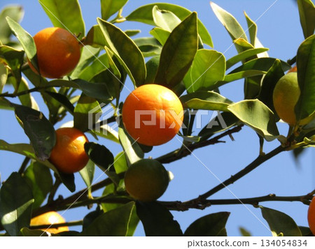 Ripe yellow kumquat fruit 134054834