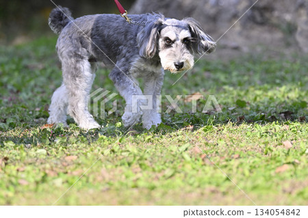 遛迷你雪納瑞貴賓犬 134054842