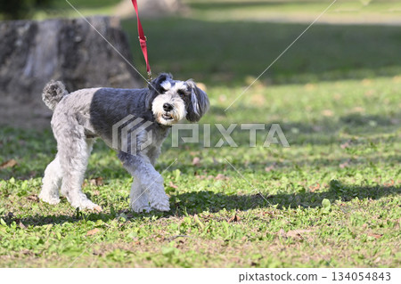 遛迷你雪納瑞貴賓犬 134054843
