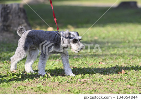 Walking a Miniature Schnoodle Walking a Miniature Schnoodle 134054844