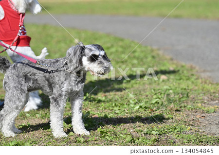 遛迷你雪納瑞貴賓犬 134054845